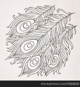 Peacock abstract hand drawn decorative feathers vector. Peacock feathers vector