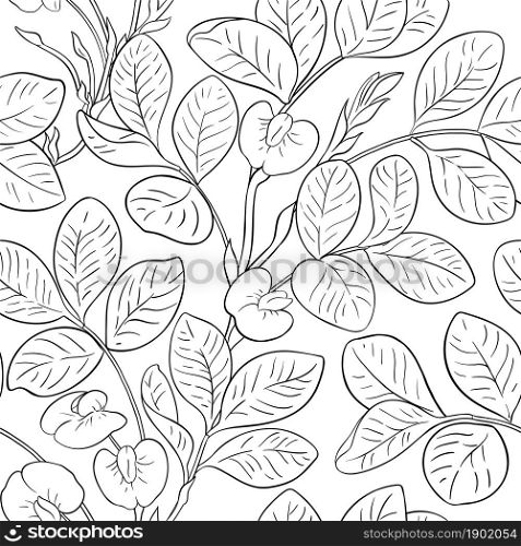peanut branches vector pattern on white background. peanut vector pattern on white background