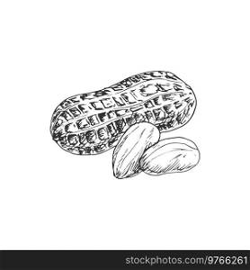 Peanut isolated groundnut in shell monochrome sketch. Vector shelled nut with kernel, snack food. Groundnut and peanut in shell and kernels isolated