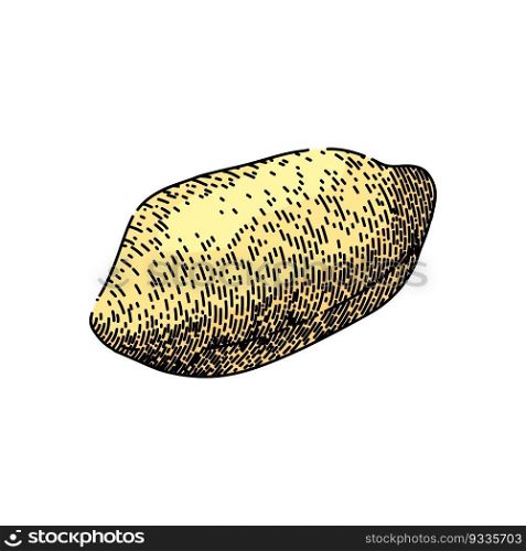 peanut nut food delicious hand drawn. butter vector, spread cream, raw jar, dried group, texture organic peanut nut food delicious vector sketch. isolated color illustration. peanut nut food delicious sketch hand drawn vector