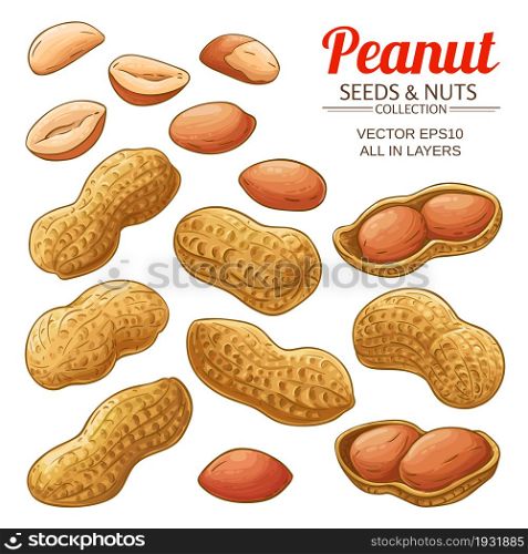 peanut nuts vector set on white background. peanut vector set on white background