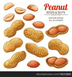 peanut nuts vector set on white background. peanut vector set on white background