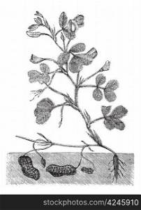 Peanut or groundnut or Arachis hypogea vintage engraving. Old engraved illustration of a peanut plant showing legumes underground.