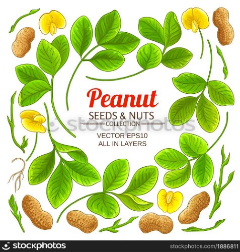 peanut plant elements set on white background. peanut elements set on white background