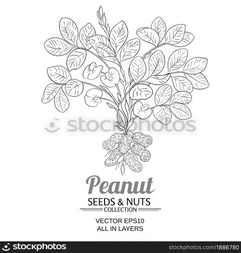 peanut plant vector illustration on white background. peanut vector illustration on white background