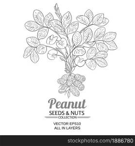 peanut plant vector illustration on white background. peanut vector illustration on white background