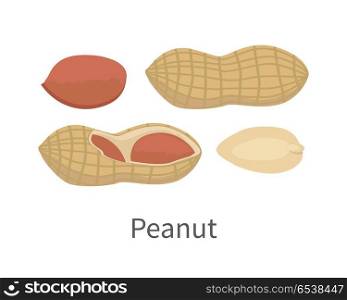 Peanut Vector Illustration in Flat Style Design. Peanut vector in flat style design. Traditional nutritional snack, diet product, culinary ingredient, source of protein, vitamins, elements, fatty acids and paste. Isolated on white background.
