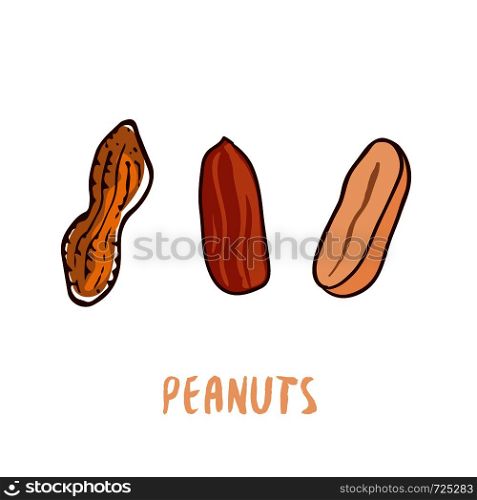Peanuts Vector illustration. Hand drawn print. Icon design. Peanuts Vector illustration. Hand drawn print. Icon design.