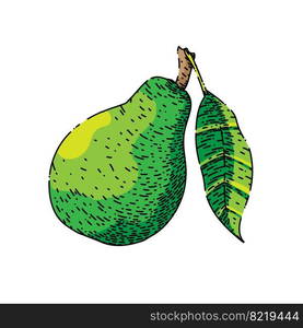 pear green hand drawn vector. fruit leaf, half cut, food raw, ripe slice, fresh organic, williams healthy pear green sketch. isolated color illustration. pear green sketch hand drawn vector