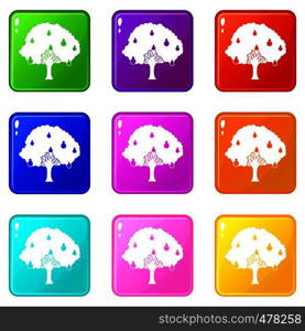 Pear tree with pears icons of 9 color set isolated vector illustration. Pear tree with pears set 9
