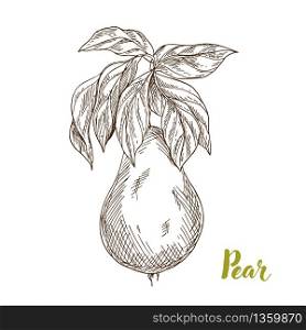 Pear with leaves, hand drawn sketch vector illustration