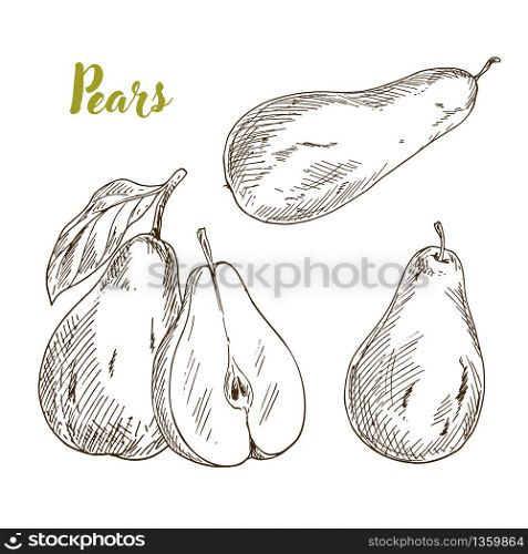 Pears, hand drawn sketch vector illustration