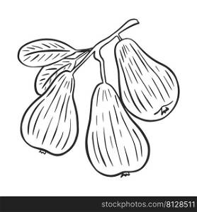 Pears on branch hand drawn engraving isolated vector illustration. Black sketch fruits on white background. Organic healthy food vintage. Pears on branch hand drawn engraving isolated vector illustration