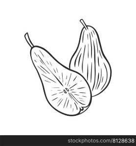 Pears whole and half sketch vector. Hand engraved fruit. Vintage contour image of pears isolated object. healthy organic food. Pears whole and half sketch vector