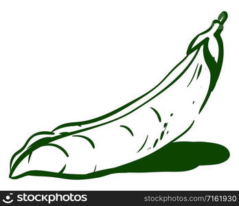 Peas drawing, illustration, vector on white background.