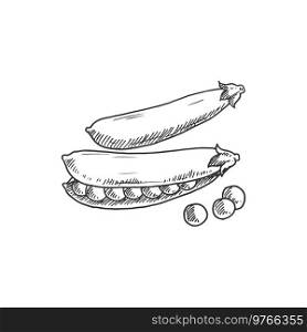 Peas in pods isolated monochrome legumes. Vector legume vegetarian food, beans and seeds. Seeds and pea pods isolated monochrome sketch