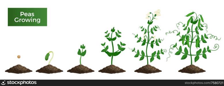 Peas plant growth stages composition with text and set of isolated images representing consequent growth phases vector illustration