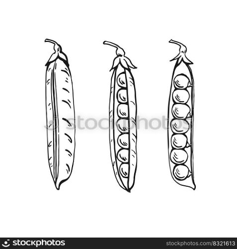 Peas pods sketch. Set. Hand drawn illustration converted to vector. Organic food illustration isolated on white background.