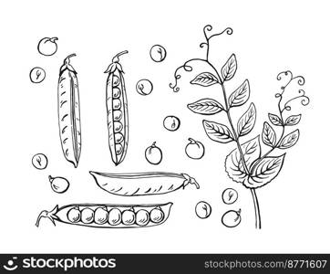 Peas pods sketch. Set. Hand drawn illustration converted to vector. Organic food illustration isolated on white background.