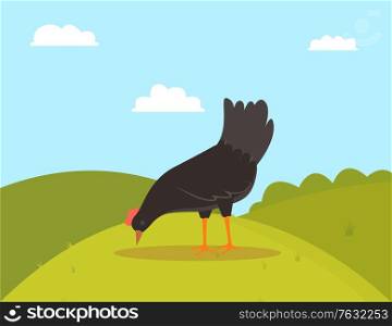 Pecking rooster or chicken, side view of farm bird character eating grass, fowl standing on green hill, black countryside chicken, animal with wings vector. Farm Bird Eating, Fowl on Hill, Farming Vector