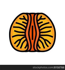 peeled tangerine slice color icon vector. peeled tangerine slice sign. isolated symbol illustration. peeled tangerine slice color icon vector illustration