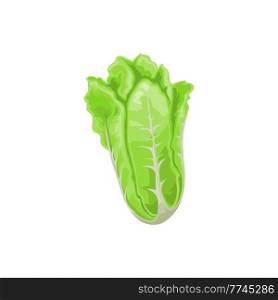 Peking cabbage isolated Romaine lettuce realistic 3D icon. Vector pechay baguio, nappa, petsai or pe-tsai, wombok greens. Wong bok pekinskaya kapusta, Napa chinese celery cabbage cos lettuce head. Romaine lettuce isolated Napa peking cabbage food