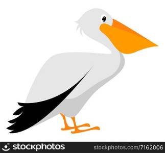 Pelican, illustration, vector on white background.