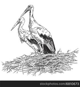 Pencil drawing Storks couple in the nest vector illustratoin