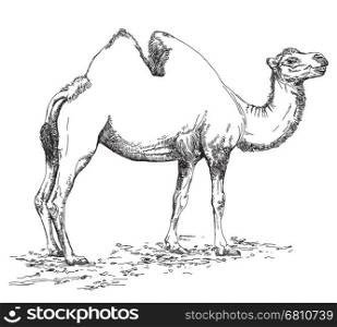 Pencil hand drawing Camel vector illustration in black and white