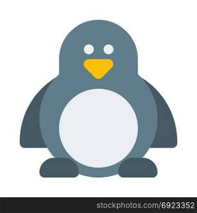 Penguin - Aquatic flightless bird