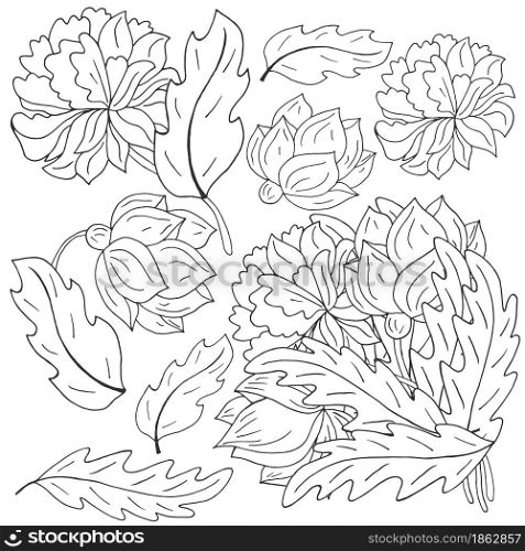 Peonies. Set of bouquets, inflorescences, leaves and flowers as separate elements. Monochrome peonies in hand draw style. Vector flowers for flyers, invitations. Floral illustration in hand draw style