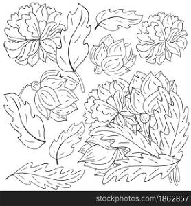 Peonies. Set of bouquets, inflorescences, leaves and flowers as separate elements. Monochrome peonies in hand draw style. Vector flowers for flyers, invitations. Floral illustration in hand draw style