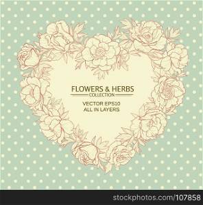 peonies vector frame. vector frame with peonies on color background