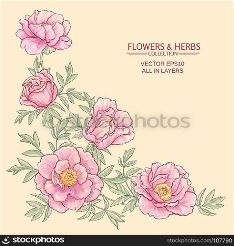 peonies. vector frame with pink peonies on color background