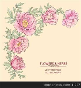 peonies. vector frame with pink peonies on color background