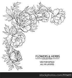 peonies vector illustration. vector frame with peonies on white background