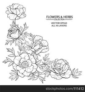 peonies vector illustration. vector frame with peonies on white background