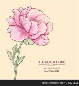 peonies. vector illustration with peony on white background