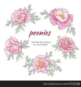 peonies vector set. vector frame with pink peonies on white background