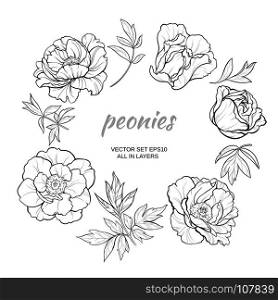 peonies. vector set with peonies on white background