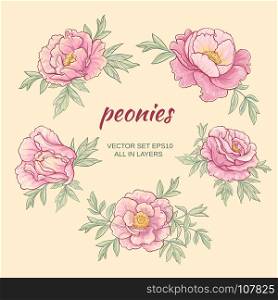 peonies. vector set with pink peonies on color background