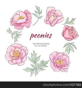 peonies. vector set with pink peonies on white background