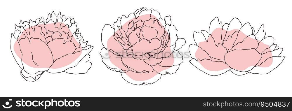 Peony blossom in bloom black line on pink color abstract shape illustration. Hand drawn realistic detailed vector clipart collection isolated.. Peony blossom in bloom black line on pink color abstract shape illustration. Hand drawn realistic detailed vector clipart collection.
