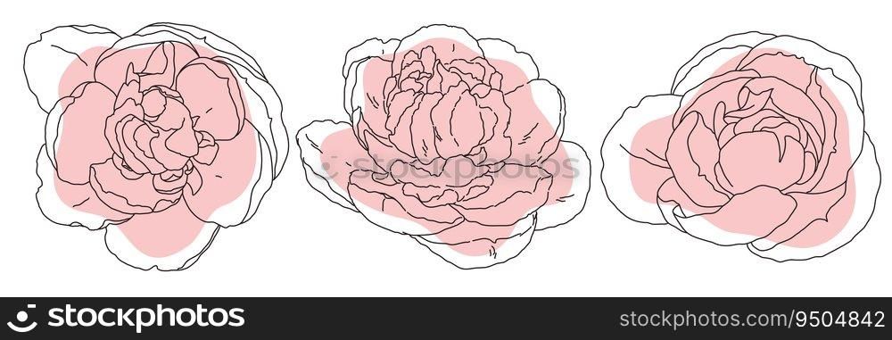 Peony blossom in bloom black line on pink color abstract shape illustration. Hand drawn realistic detailed vector clipart collection isolated.. Peony blossom in bloom black line on pink color abstract shape illustration. Hand drawn realistic detailed vector clipart collection.
