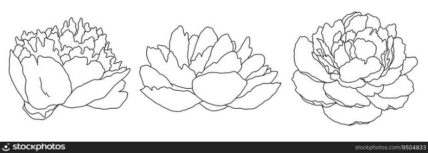 Peony blossom in bloom black outline illustration. Hand drawn realistic detailed vector clipart collection isolated.. Peony blossom in bloom black outline illustration. Hand drawn realistic detailed vector clipart collection.