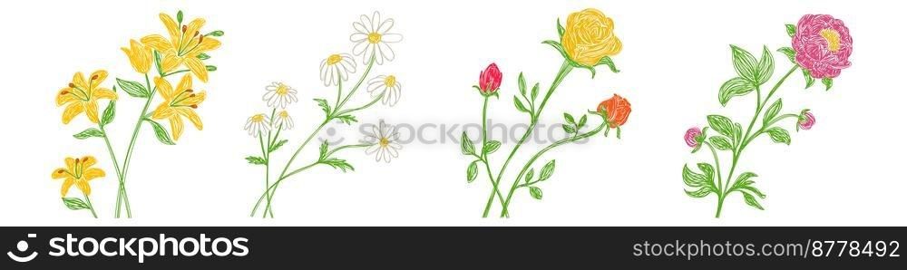 Peony, chamomile, lily and rose flowers set. Hand drawn floral vector illustrations. Pen or marker sketch. Hand drawn natural pencil drawing.