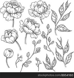 Peony flower and leaves drawing hand drawn vector image
