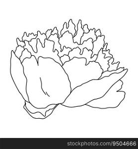 Peony flower blooming line art. Hand drawn realistic detailed vector illustration. Black and white clipart isolated.. Peony flower blooming line art. Hand drawn realistic detailed vector illustration. Black and white clipart.