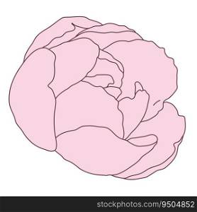 Peony flower blooming line filled pink color illustration. Hand drawn realistic detailed vector illustration clipart isolated.. Peony flower blooming line filled pink color illustration. Hand drawn realistic detailed vector illustration clipart.