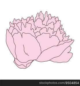 Peony flower blooming line filled pink color illustration. Hand drawn realistic detailed vector illustration clipart isolated.. Peony flower blooming line filled pink color illustration. Hand drawn realistic detailed vector illustration clipart.